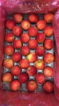 Fresh Fruits Like Apple from BF GLOBAL TRADING (PTY) LTD Fresh Fruits Like Apple - BF GLOBAL TRADING (PTY) LTD - South Africa