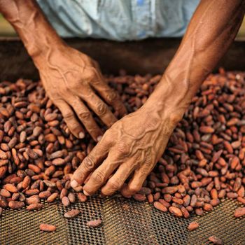 Quality Raw Cocoa Beans Processed With Care For Global Buyers Requesting Reliable Export Supply In Food Ingredient - malter group - Tanzania