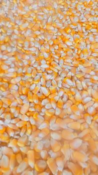 Yellow Dried Maize from Sanaliya International Yellow Dried Maize - Sanaliya International - India