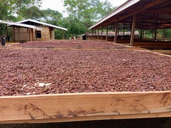 Premium Cocoa Beans – Kisangani Region (Tshopo Province) – product photo, Fermented Cocoa Beans products found from trusted suppliers, wholesalers, manufacturers & exporters Listing