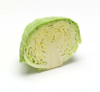 China Standard Quality Wholesale Delicious Fresh Vegetables White Round Cabbage at Best Price - Shouguang Aowoshi Vegetable Food Co., Ltd - China