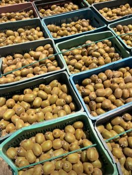 Fresh Kiwi Fruit - AM OVERSEAS - India