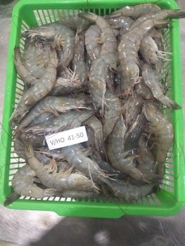 Vannamei HOSO Shrimp Features Organic - PT Indocraft Beauty Abadi - Indonesia