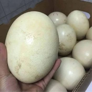 Best Quality Fertilized Ostrich Eggs from Natural Farm Ostrich Chicks Mature Hen Eggs Manufactured by Trusted Source Please whatsap +255787979235 for more details - AL JABLI TRADING COMPANY LIMITED - Tanzania