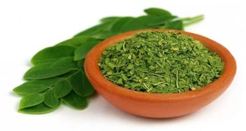 Dried moringa leaves - Green Alliance Company - Egypt