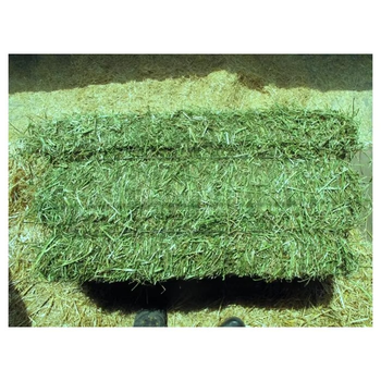 Green Alfalfa Hay With 18% Protein Content For Ruminant Nutrition And Healthy Livestock Development - TOSOH INTERNATIONAL - South Africa