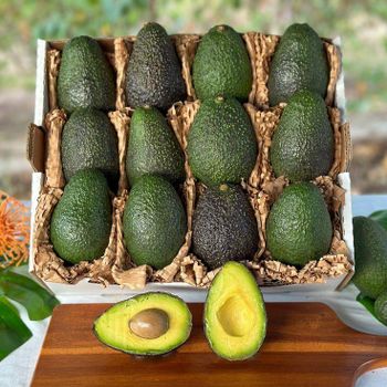 Premium Quality Fresh Mexican Avocado Fresh Fruit Hass Avocados for Sale Fresh Organic Mexican Avocado - EAST LAND PROPERTIES - Tanzania