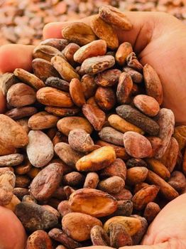 Dry cocoa Beans Origin Madagascar Bean Type Trinitario Degree of Processing Raw - Spice Trade Ventures - Madagascar