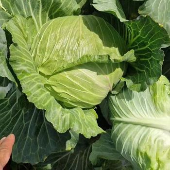 New Stock Fresh Green Cabbage for Sale / Cheap Fresh Cabbage in Bulk Quantity Ready for Sale - NUTRIDIET LDA - United Kingdom