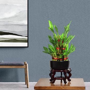lucky bamboo tower S2 - zhanjiang orient gardening co.,ltd - China
