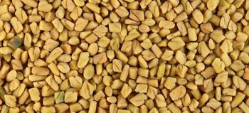 Fenugreek Seeds – Premium Export Quality - AGROCARTE EXIM ENTERPRISES PVT LTD - India