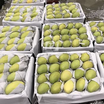 Tropical Fruits Sweet Taste Cheap Price Year Round Season Frozen Mango Export From Vietnam – product photo, Frozen Mango Chunks products found from trusted suppliers, wholesalers, manufacturers & exporters Listing
