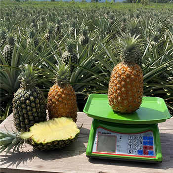 Fresh Fruit Pineapple - CV.Java Global Export - Indonesia