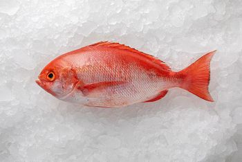 Red Snapper – Whole and Gutted | Premium Quality Seafood – product photo, Fresh Red Grapes products found from trusted suppliers, wholesalers, manufacturers & exporters Listing