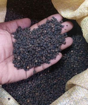 black pepper - Rayatty imports and exports private limited - Sri Lanka