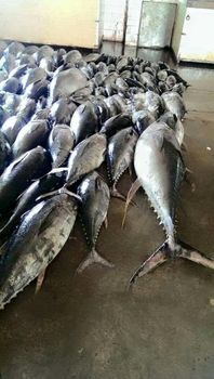Premium Fresh Atlantic Bluefin Tuna (Thunnus thynnus) - Grade AAA+ - Multi fish org - United States