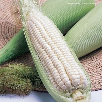 White Corn Export White Corn With Uniform Size And Color Ideal For Large Scale Production - THE GREEN INTERNATIONAL LIMITED - Tanzania