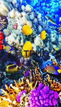 Wall heater "Coral reef (fishes)" - TRIO UKRAINE LLC - Ukraine
