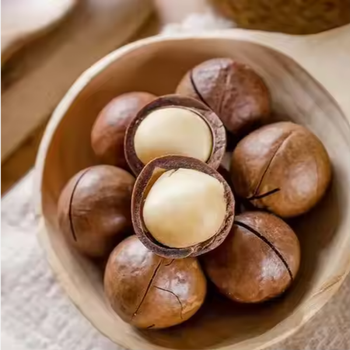 Wholesale Premium Quality Macadamia Nuts Grade A Flavor Buttery Texture Creamy Shelf Life 24month Source Trusted Farms Nutritional Value Exceptional - TRADE NEPAL LLC - United States