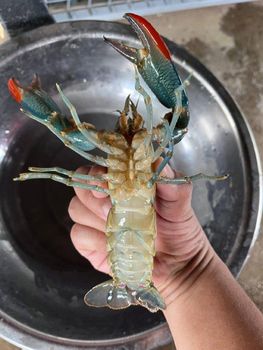 Frozen Crayfish - Mark Joshua - Philippines
