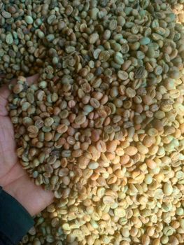 Madagascar Green Coffee Beans – 12% - Société 3 Canal - Madagascar