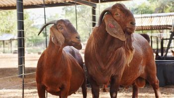 High Quality Kalahari Goats Pure Breed Livestock for Commercial Farming and Export ODM Ready from Summit Industrial LLC High Quality Kalahari Goats Pure Breed Livestock for Commercial Farming and Export ODM Ready - Summit Industrial LLC - United States