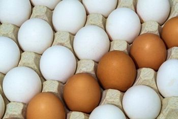 Fresh Chicken Eggs - Mundus Exports Pty Ltd - South Africa