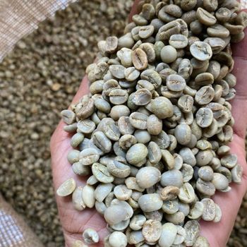 Vietnam Robusta Green Coffee Bean for Export - WA84-902431106 Juli – product photo, Green Coffee Robusta Cherry products found from trusted suppliers, wholesalers, manufacturers & exporters Listing