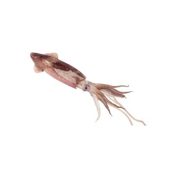 Frozen Fresh Illex Squid Carefully Packed Marine Product Supporting Wholesale Seafood Distribution And Import Supply - TOSOH INTERNATIONAL - South Africa