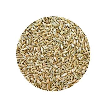 Best Factory Price of Natural Organic Rye Grains Available In Large Quantity  -  CALIPSO POLSKA SP Z OO  - Poland