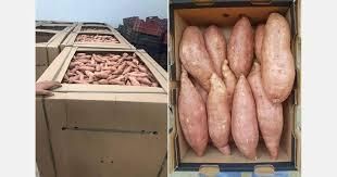 Fresh sweet potatoes Origin Zimbabwe Quality A Grade Minimum Order Quantity - newport international - Zimbabwe
