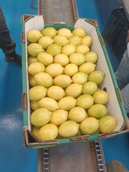 Lemon – product photo, Fresh Lemon Beans products found from trusted suppliers, wholesalers, manufacturers & exporters Listing