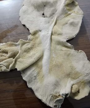 BEEF TRIPE from Huzaifa Ali ltd BEEF TRIPE - Huzaifa Ali ltd - Pakistan