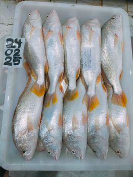Yellow Croaker Type Frozen Material Yellow Croaker Place of Origin Indonesia Processing Type Block Frozen Shelf Life 24 months at - PT. Agung Persada Tunggal - Indonesia
