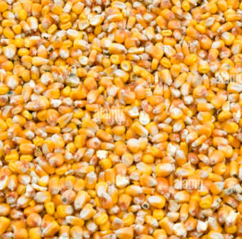 Corn - Davis Trade & Commodities - United States