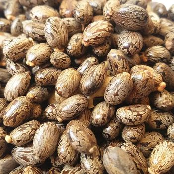 Organic Castor Seeds for Agriculture Dried Planting Style Food Use Whatsap +255762500052 - AL JABLI TRADING COMPANY LIMITED - Tanzania