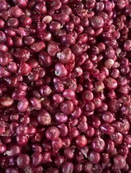 Premium Indian Fresh Onions from Orzel Exports Private Limited Premium Indian Fresh Onions - Orzel Exports Private Limited - India