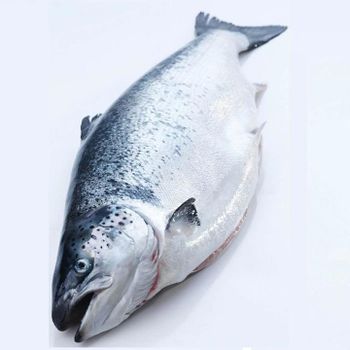 Fresh Norwegian Salmon Premium Atlantic Catch Prepared For Fresh Seafood Merchants And Retail Distribution - TOSOH INTERNATIONAL - South Africa