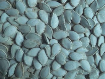 PUMPKIN SEED Purity ≥ 99% Origin Ethiopia Moisture Content ≤ 8% Type Shelled & Cleaned Size Medium To Large, Uniform - HIYAWU IMPORT EXPORT - Ethiopia