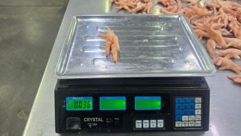 Chicken paws and chicken feet, grade A - Phoenix GI - Poland