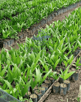 Betel nut seed / seed of areca nut Certification By request - Pt Archipelago Prime Export - Indonesia
