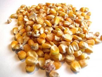 Non-GMO Yellow Maize Corn Animal Feed and Human consumption Packaging - PPM AGRO - South Africa