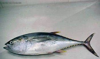 Frozen Yellowfin Tuna Flavor Rich Texture Firm Color Yellowfin Storage Type Frozen Application Grilling, Searing, Raw In Sashimi - Visi Niaga prima - Indonesia