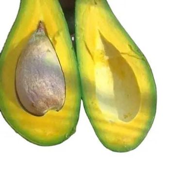 Frozen Avocado Is a Famous Product High Quality Best Price Fruit whatsap +255787979235 - AL JABLI TRADING COMPANY LIMITED - Tanzania