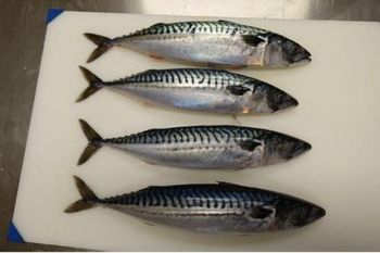 Atlantic mackerel (Scomber scombrus) - PREMIER SEAFOOD EUROPE B.V. - Netherlands