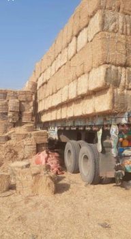 Wheat straw Origin Pakistan Form Compressed Bales Additional Materials Offered Yellow Corn, Broken Rice, Rice - New Era Advanced Technology - Pakistan