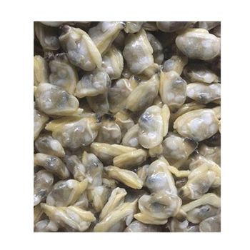 South African Supplier Factory Direct Sale Frozen Clams Without Shell Frozen Natural Clam Meat for Sale - NANJE ENTERPRISES - South Africa