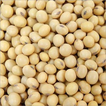 High Protein Non GMO Soybean Provided With Selected Harvested Seeds Packed - malter group - Tanzania