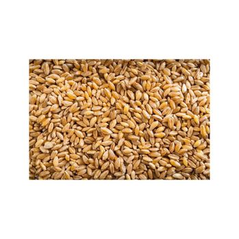 Durum wheat supplied in bulk quantity for wholesale buyers with value pricing from MASI TRADING GMBH Durum wheat supplied in bulk quantity for wholesale buyers with value pricing - MASI TRADING GMBH - Germany