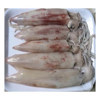 Frozen calamari squid common squid 30cm 23cm all sizen frozen loligo squid price - Xiamen Taiseng Imp. & Exp. Co., Ltd. - China